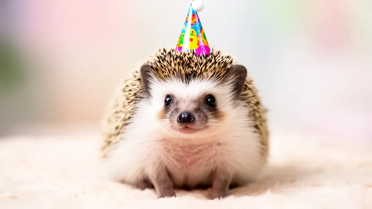100+ Funny Hedgehog Names: The Best Creative Ideas for Your Pet